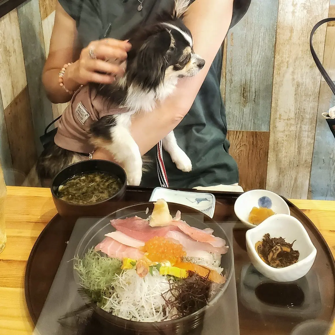 わんこと海鮮丼