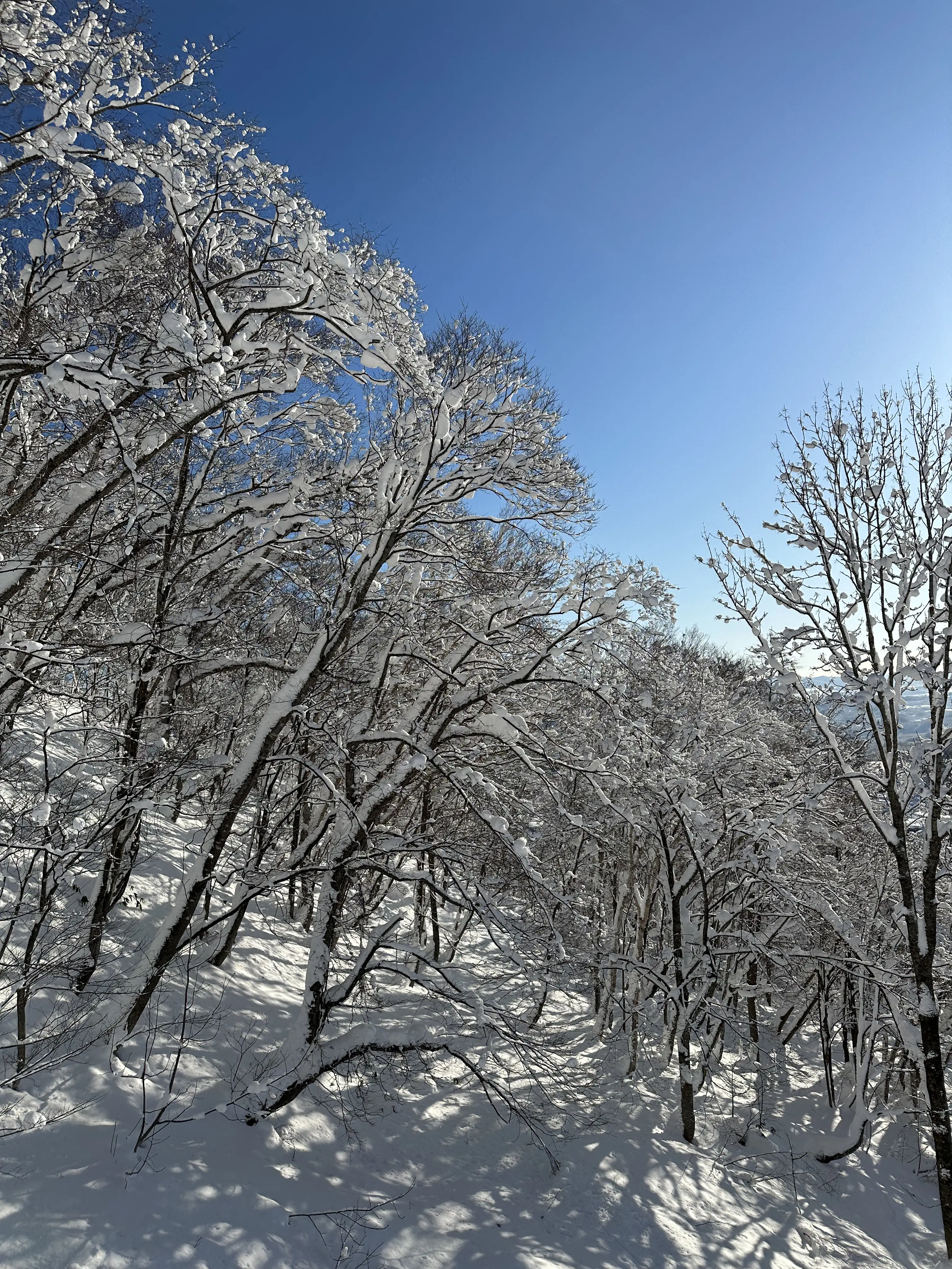 今シーズン初滑りは沢山の魅力に溢れたニセコスキーリゾートで_1_5