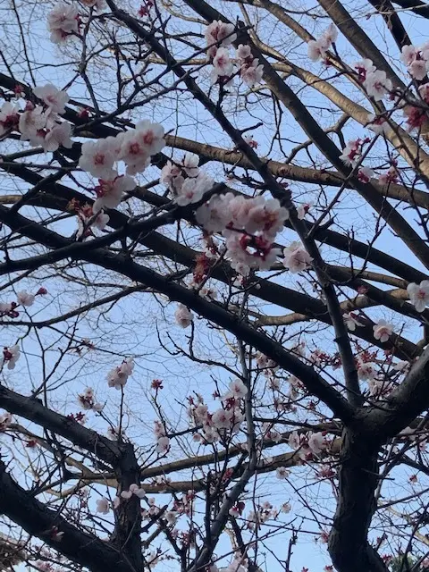 日本の春　サクラチェリーブロッサム_1_4-2