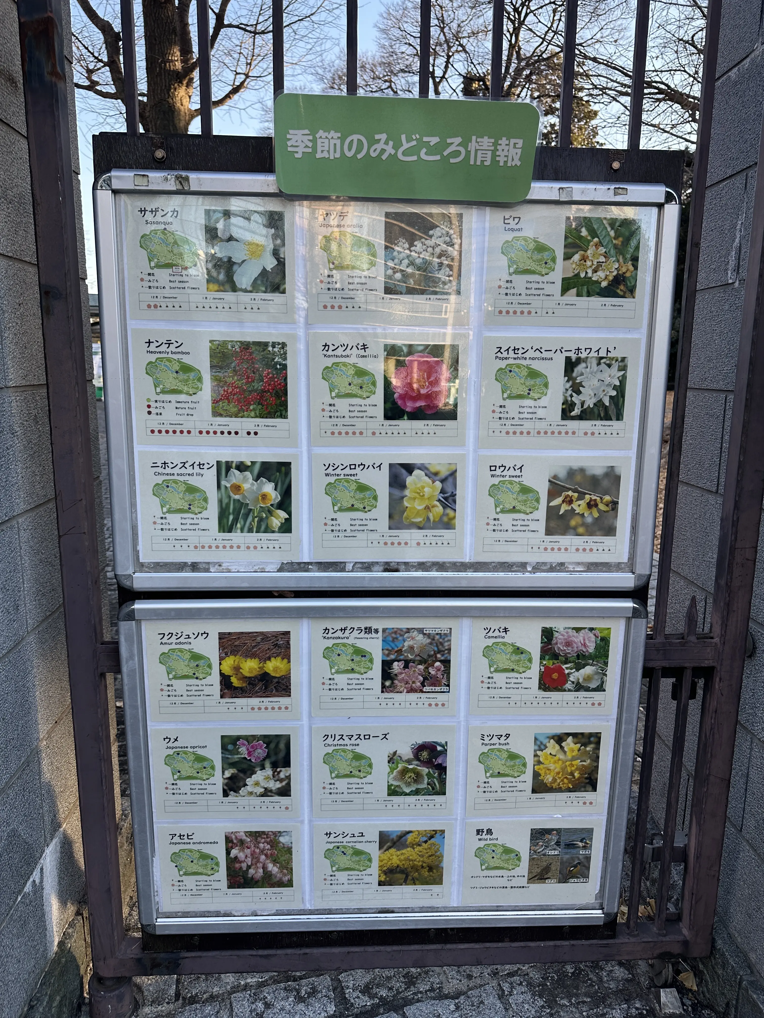 新宿御苑　散策　都内　新宿　自然　花