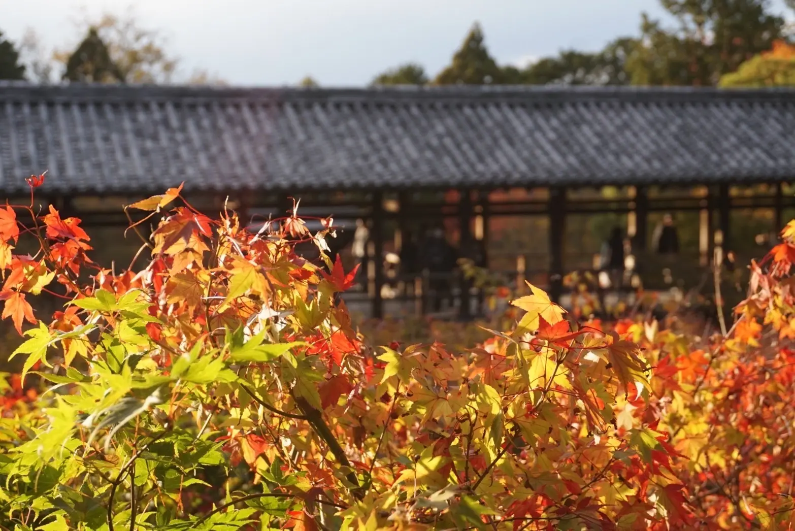 着物で秋の京都を愉しむ_1_7-3