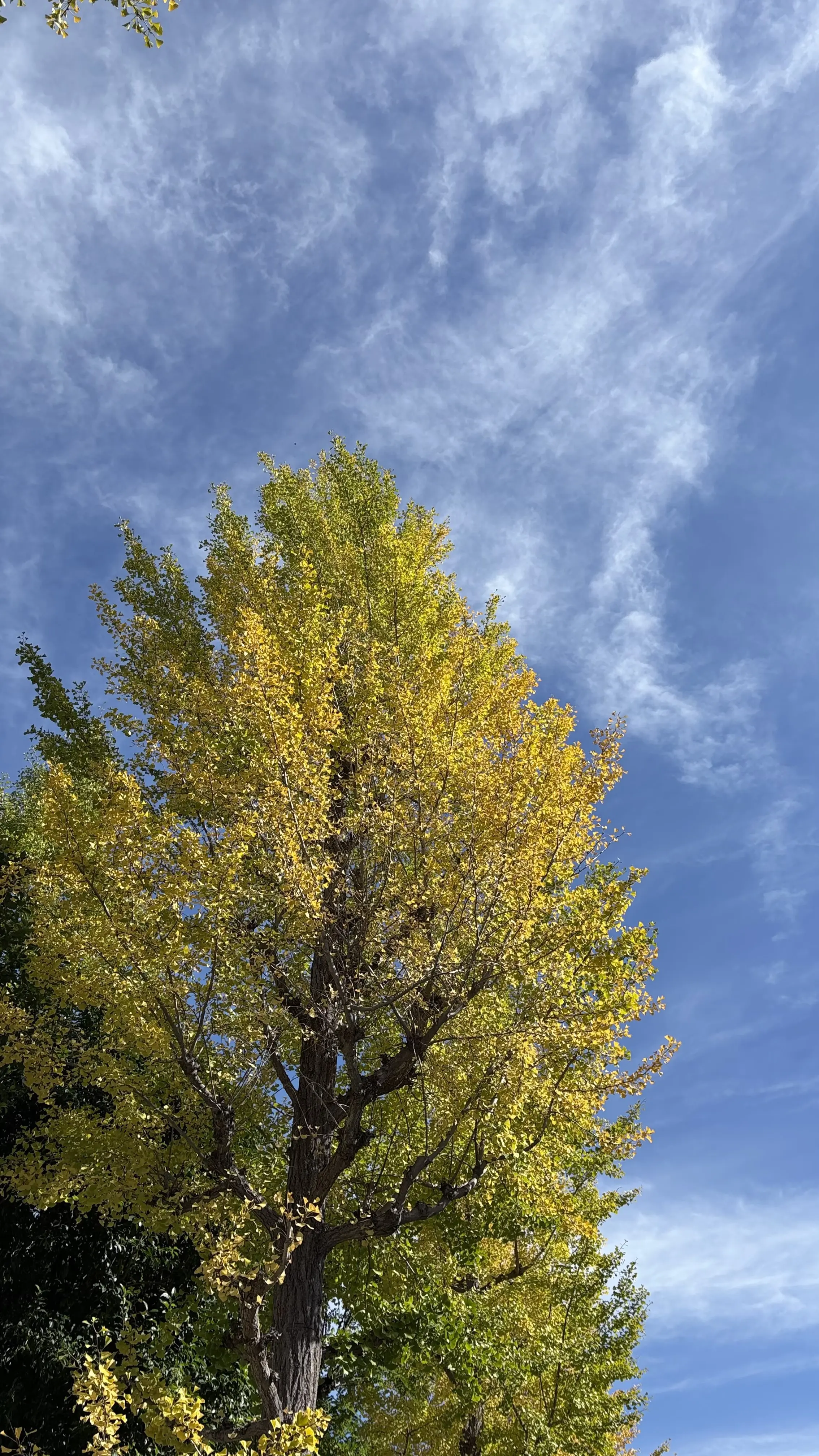 浮間公園　紅葉　園内　保育園おさんぽ