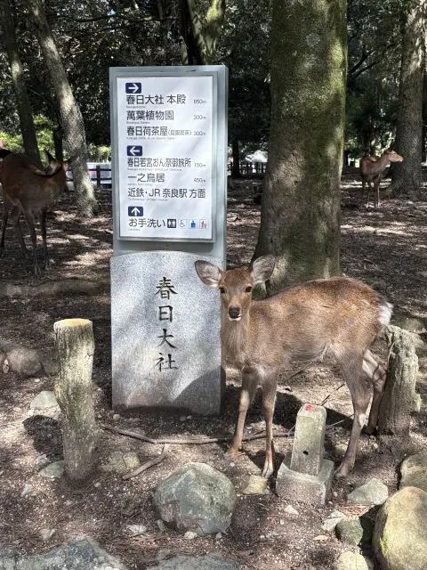 朝の光に包まれて 〜春日大社の特別拝観へ〜_1_2