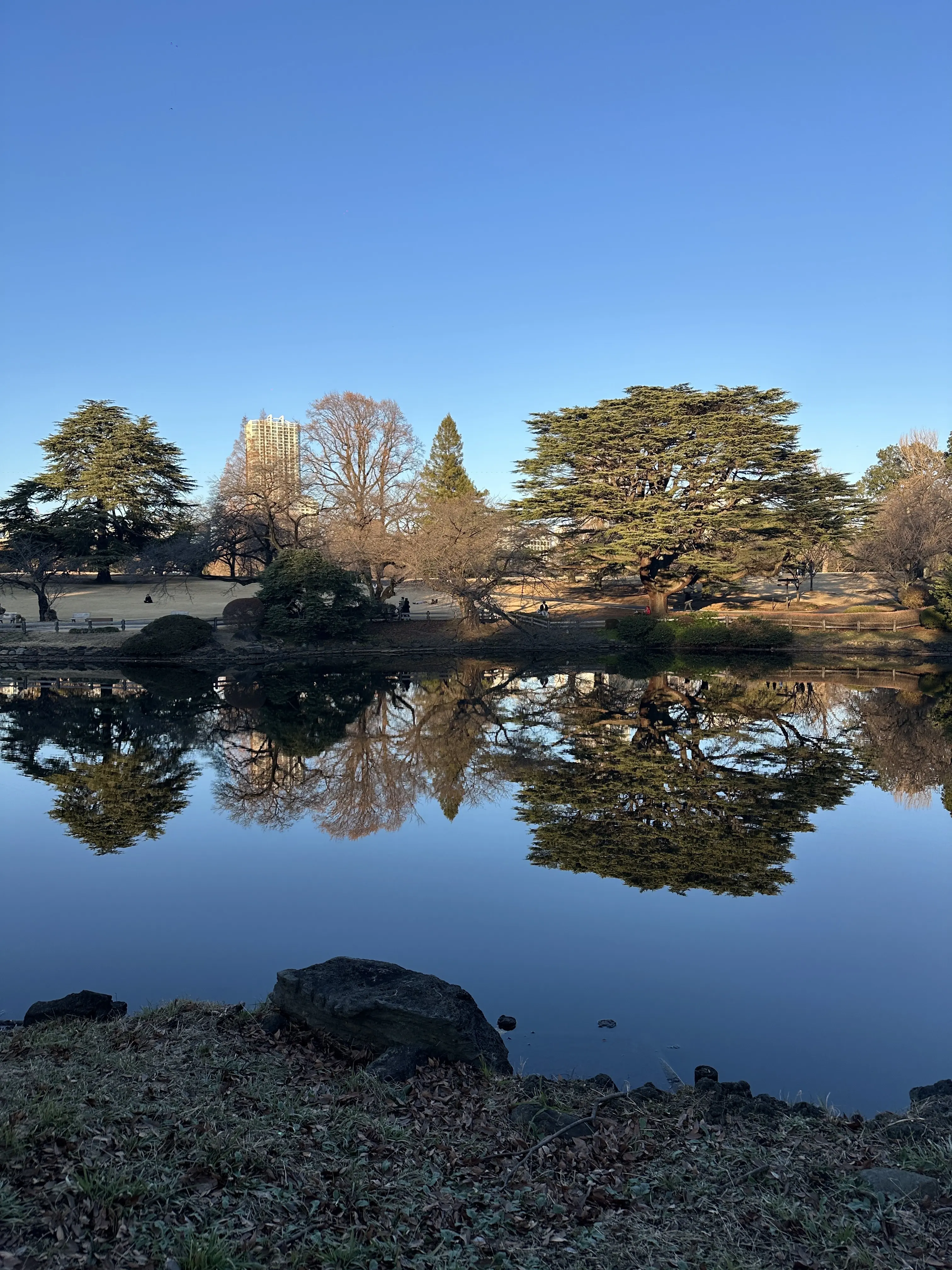 新宿御苑　新宿　自然　散策　草木　花　都内　冬