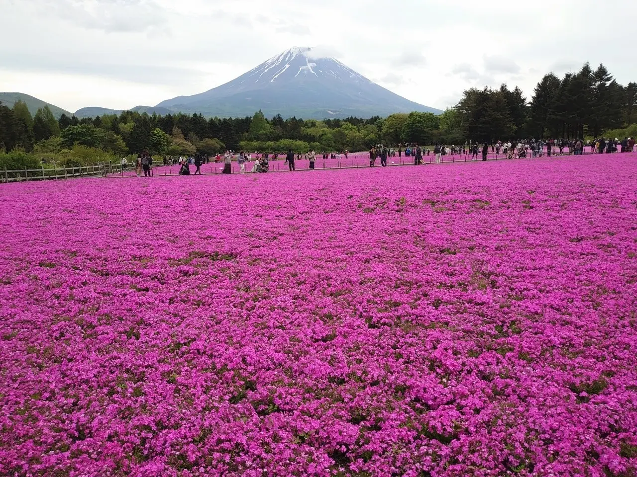 湖のほとりのオーベルジュに泊まる ✦富士芝桜まつり✦_1_32