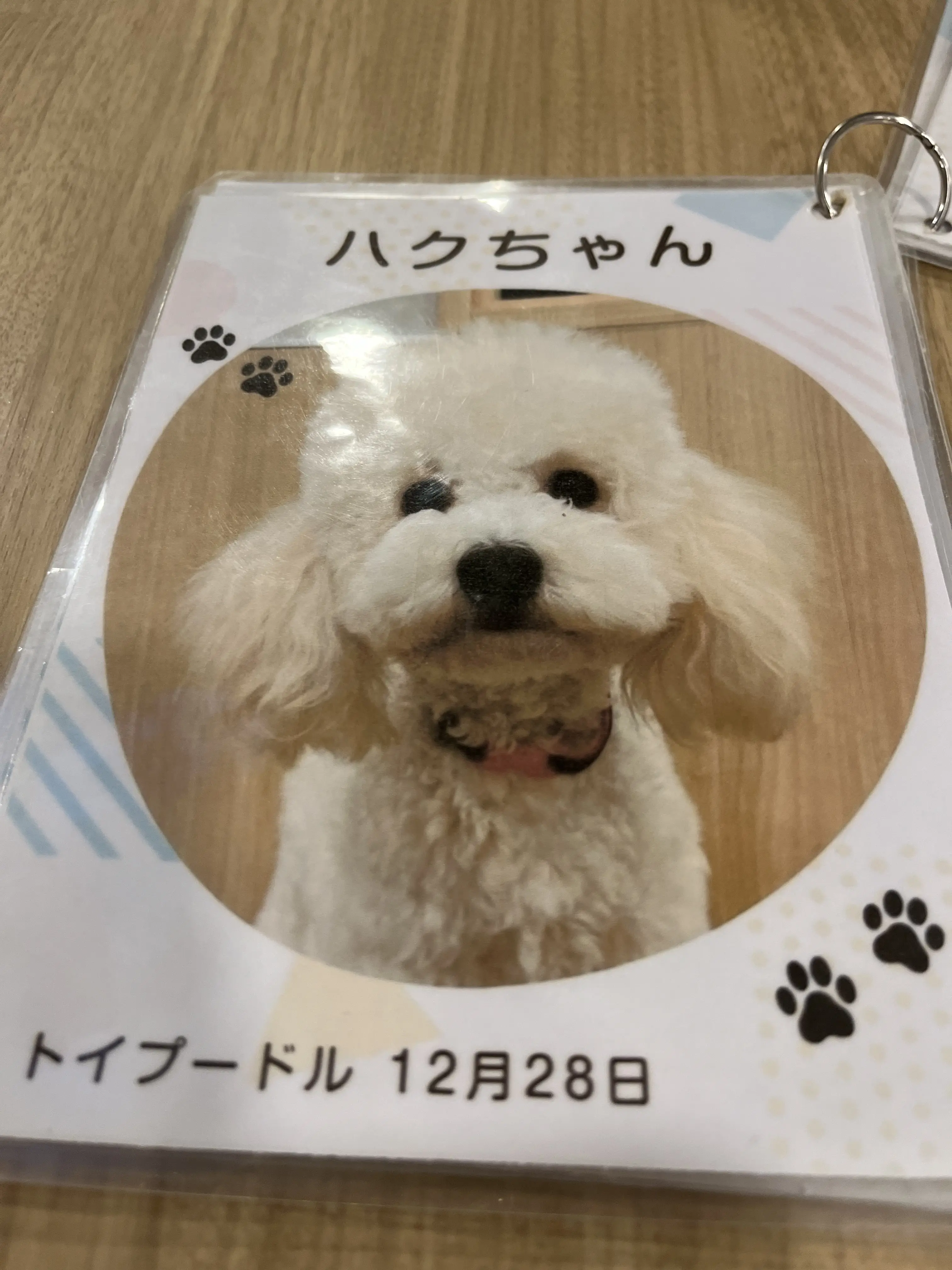 初めての犬カフェへ_1_6