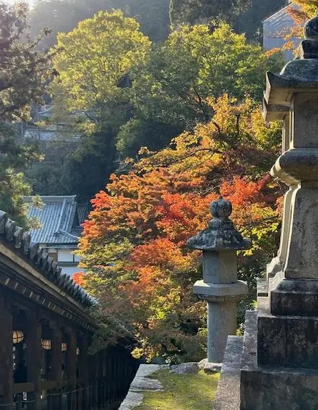 長谷寺紅葉　奈良派　なら派　奈良県