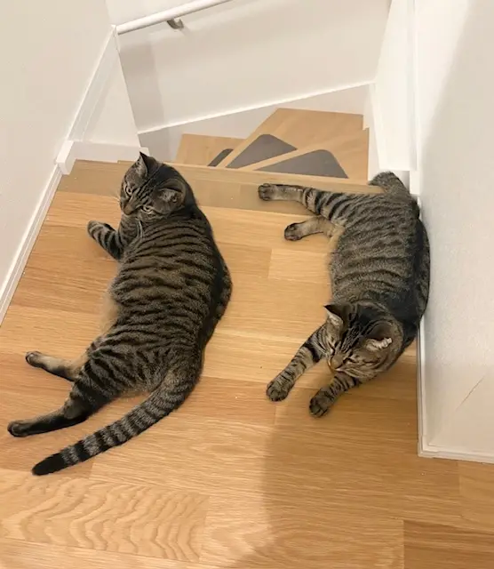 ねこ　保護猫　