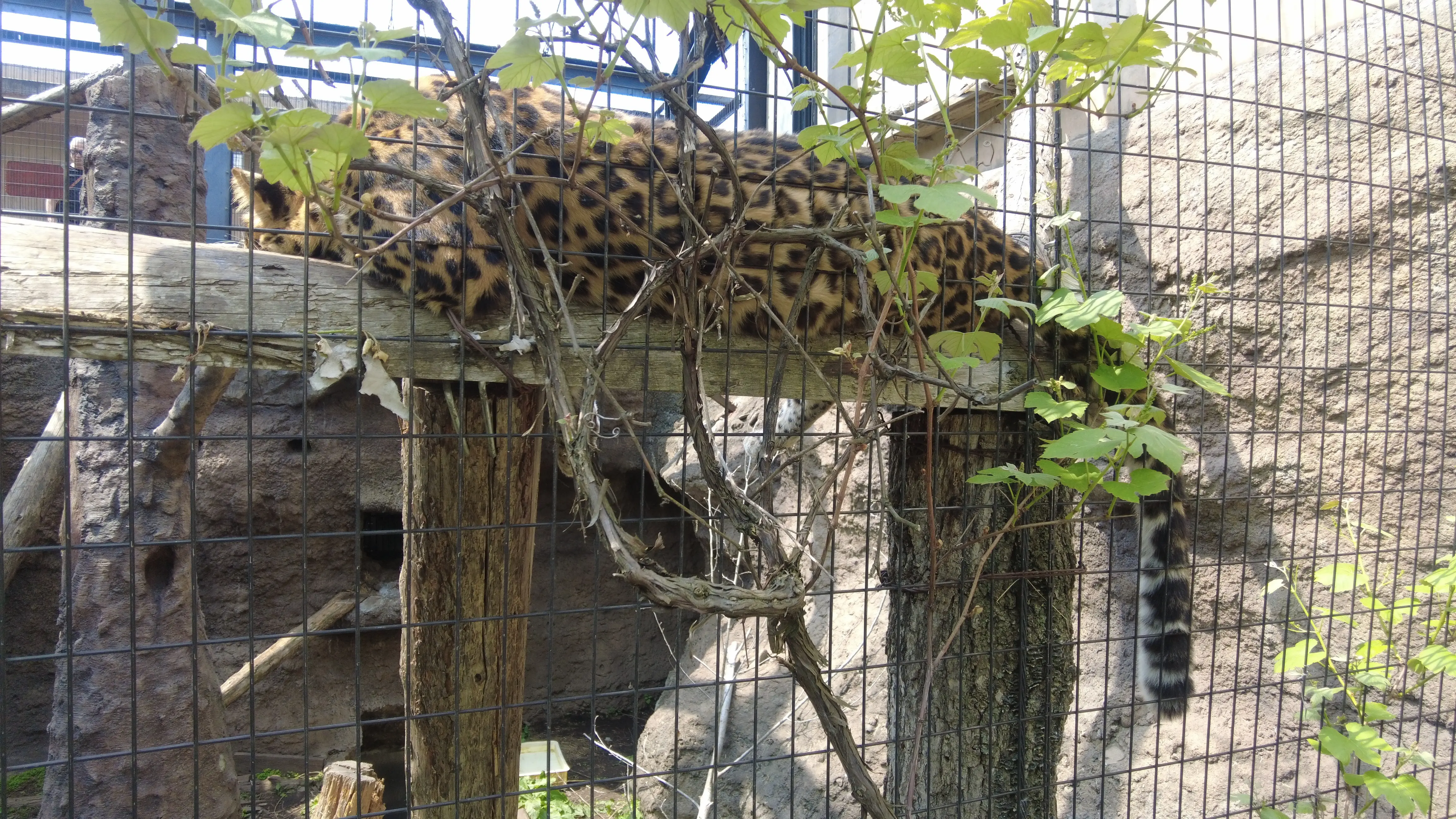 念願だった北海道旭川市「旭山動物園」行ってきました～♪_1_8
