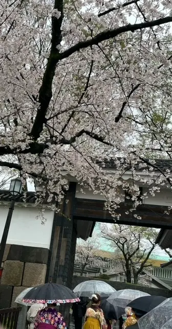 雨の中の桜_1_1-2