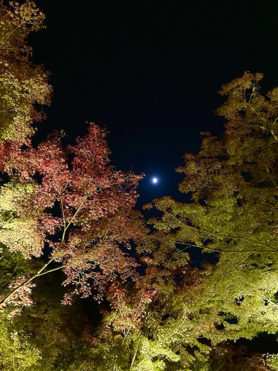 月明かり　秋の京都

