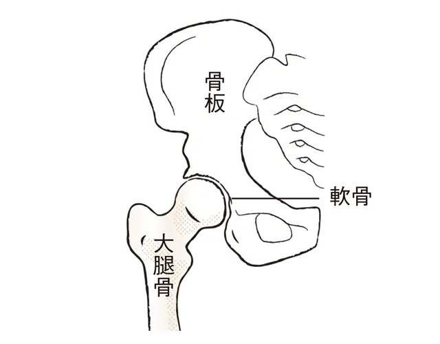 正常な股関節