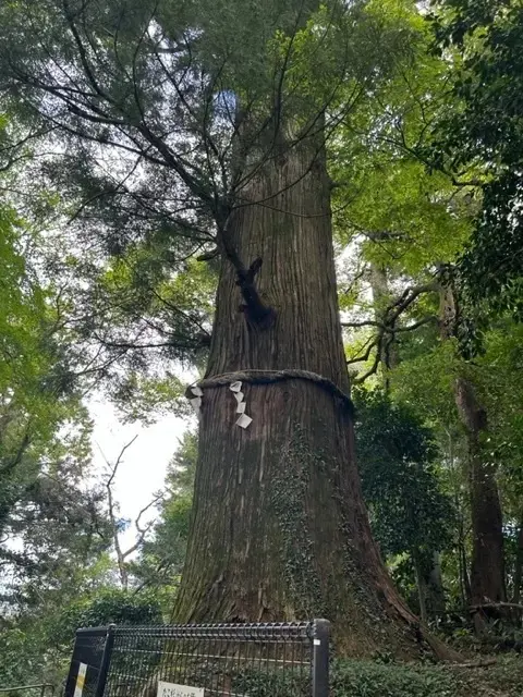 高尾山 たこ杉