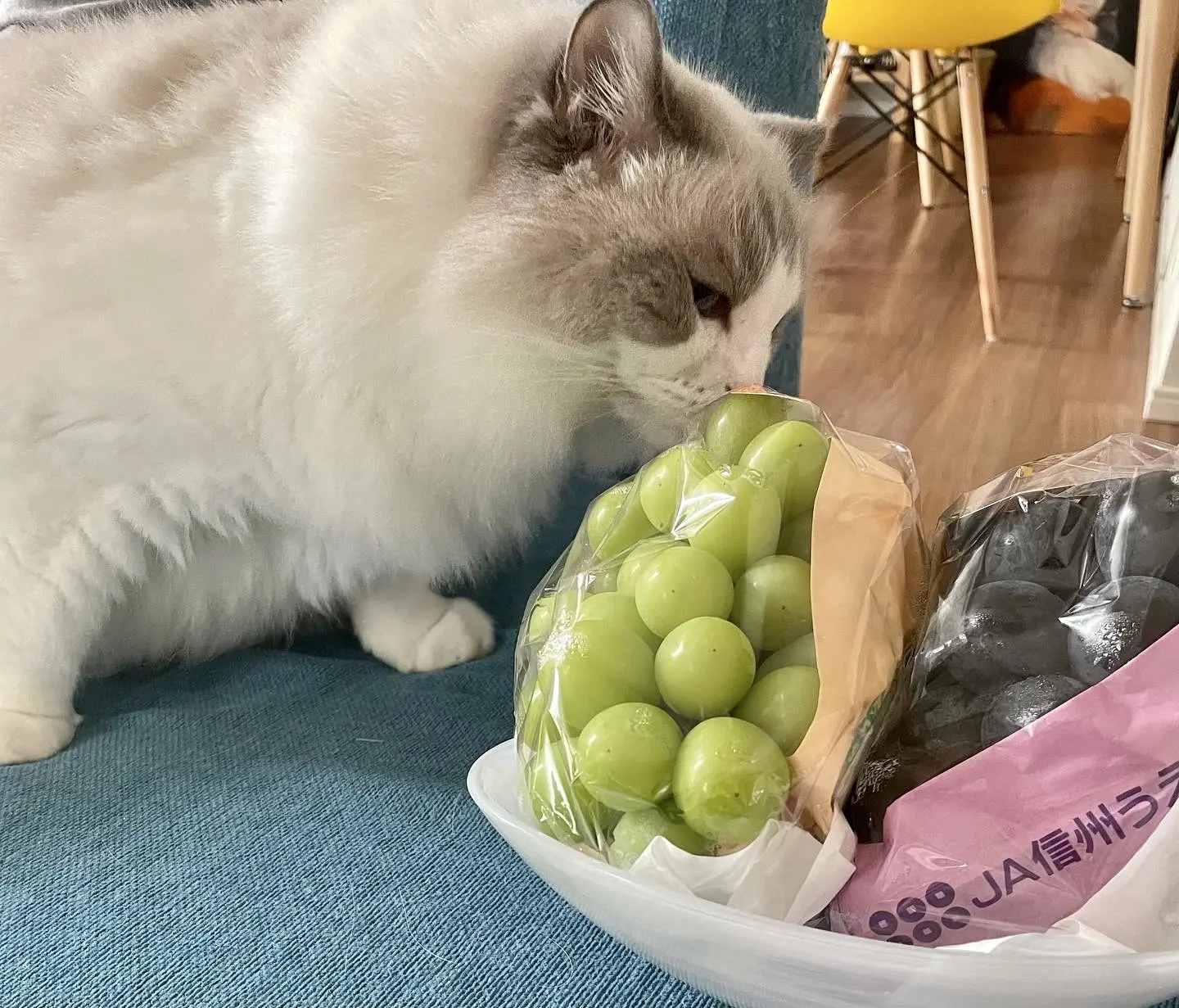 猫と葡萄