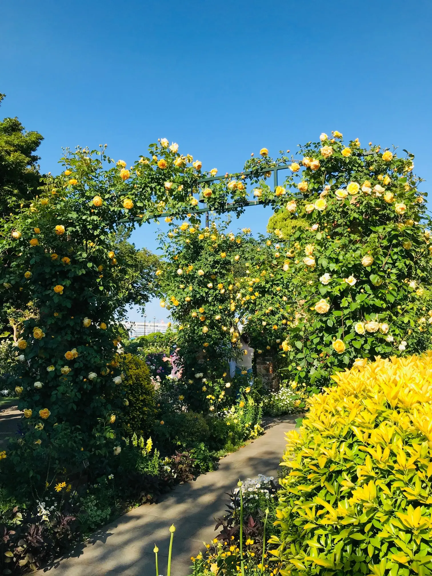 港が見える丘公園☀︎〜英国風庭園◎華やかな薔薇たち_1_2