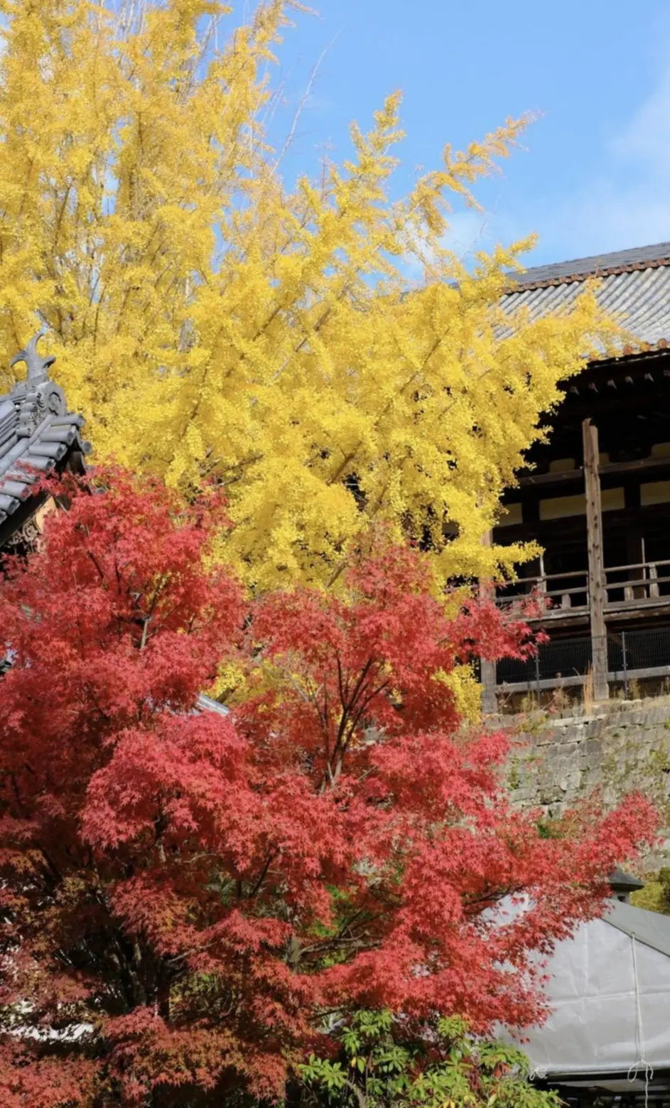 紅葉がきれい！絶景登山【日本三景・宮島】_1_6