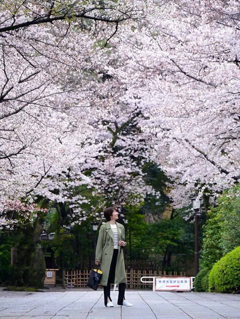 靖国神社の桜 ⑤
