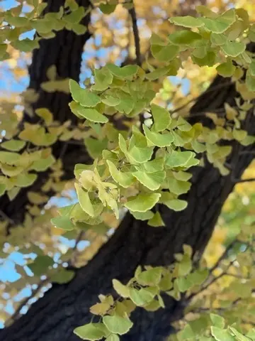 国立西洋美術館〜印象派〜展へ_1_1