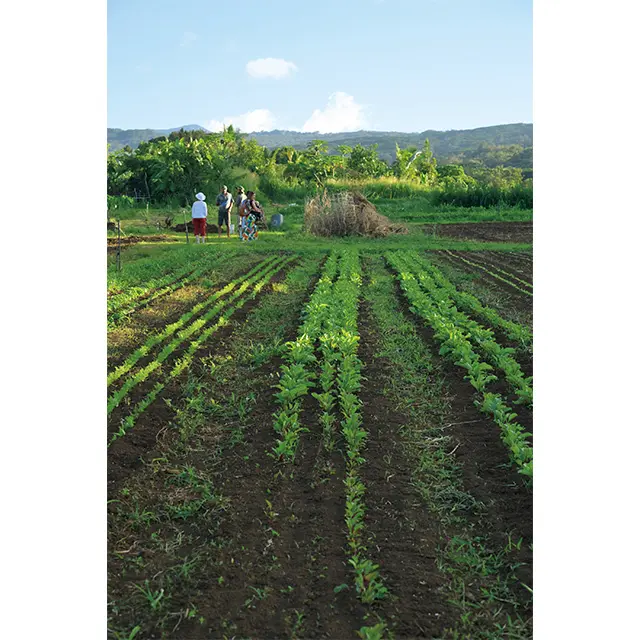 野菜やハーブが育つ畑は2万㎡も の広さ。1時間で多種多様な穀物や 果物、野菜類を見られるのが楽しい