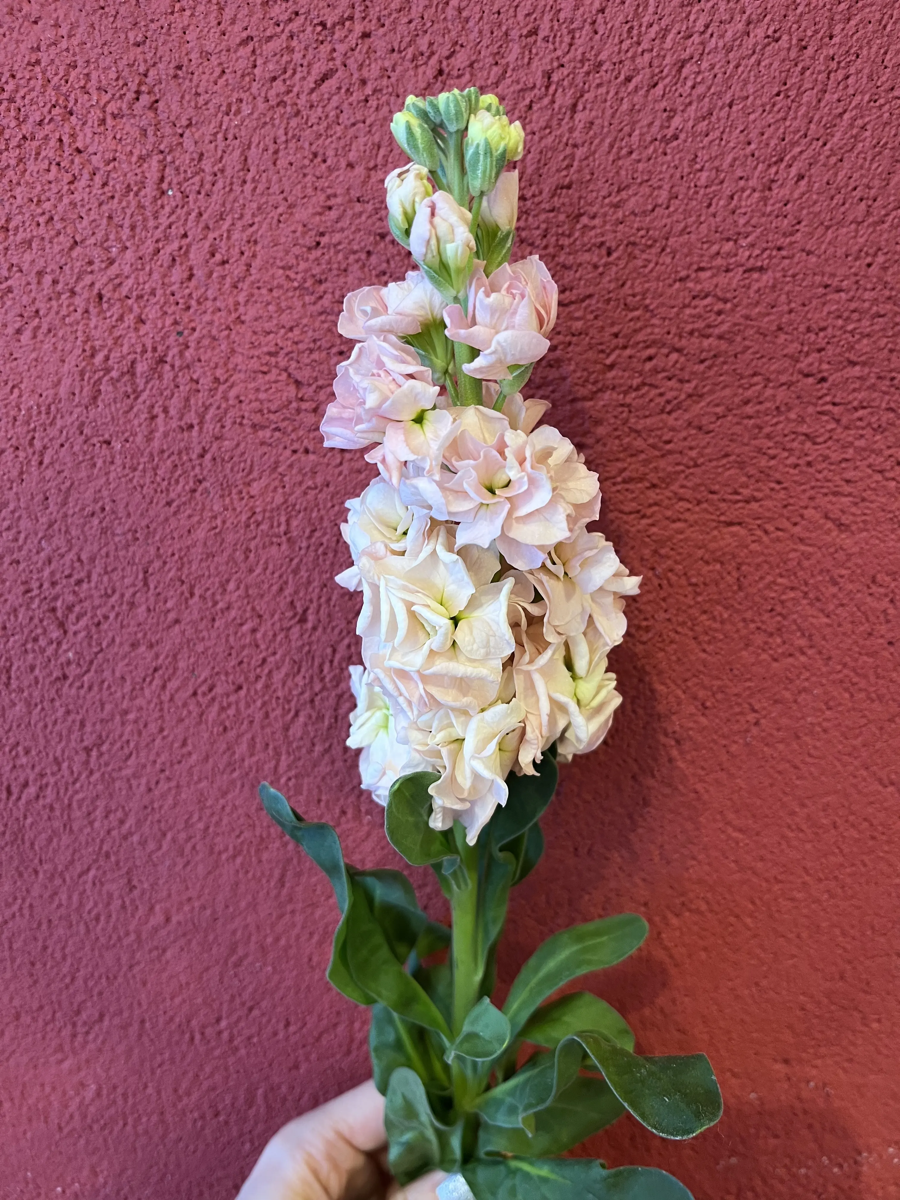 誕生日のブーケと最後にちょっとだけキラキラ観賞_1_4-2