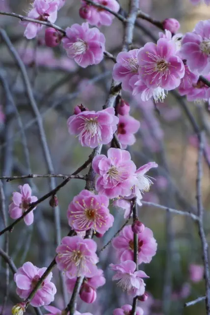 梅も桜も胡蝶蘭まで…花々に囲まれ春の訪れを楽しんで来ました♪_1_22