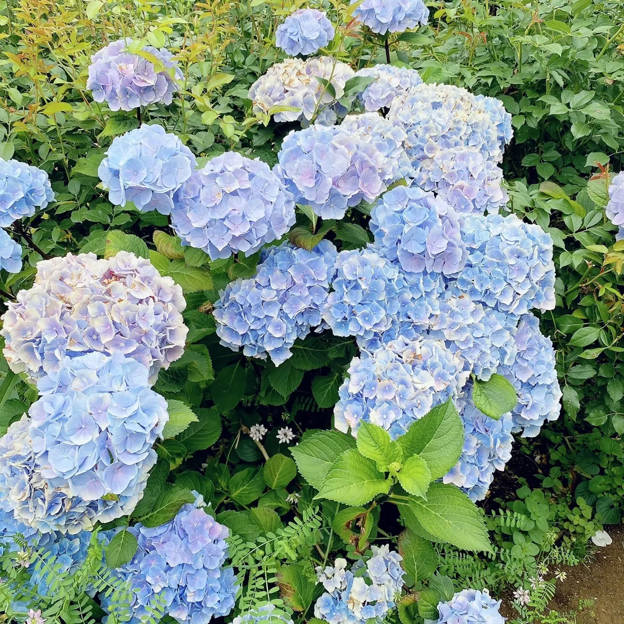 横浜イングリッシュガーデン内の紫陽花
