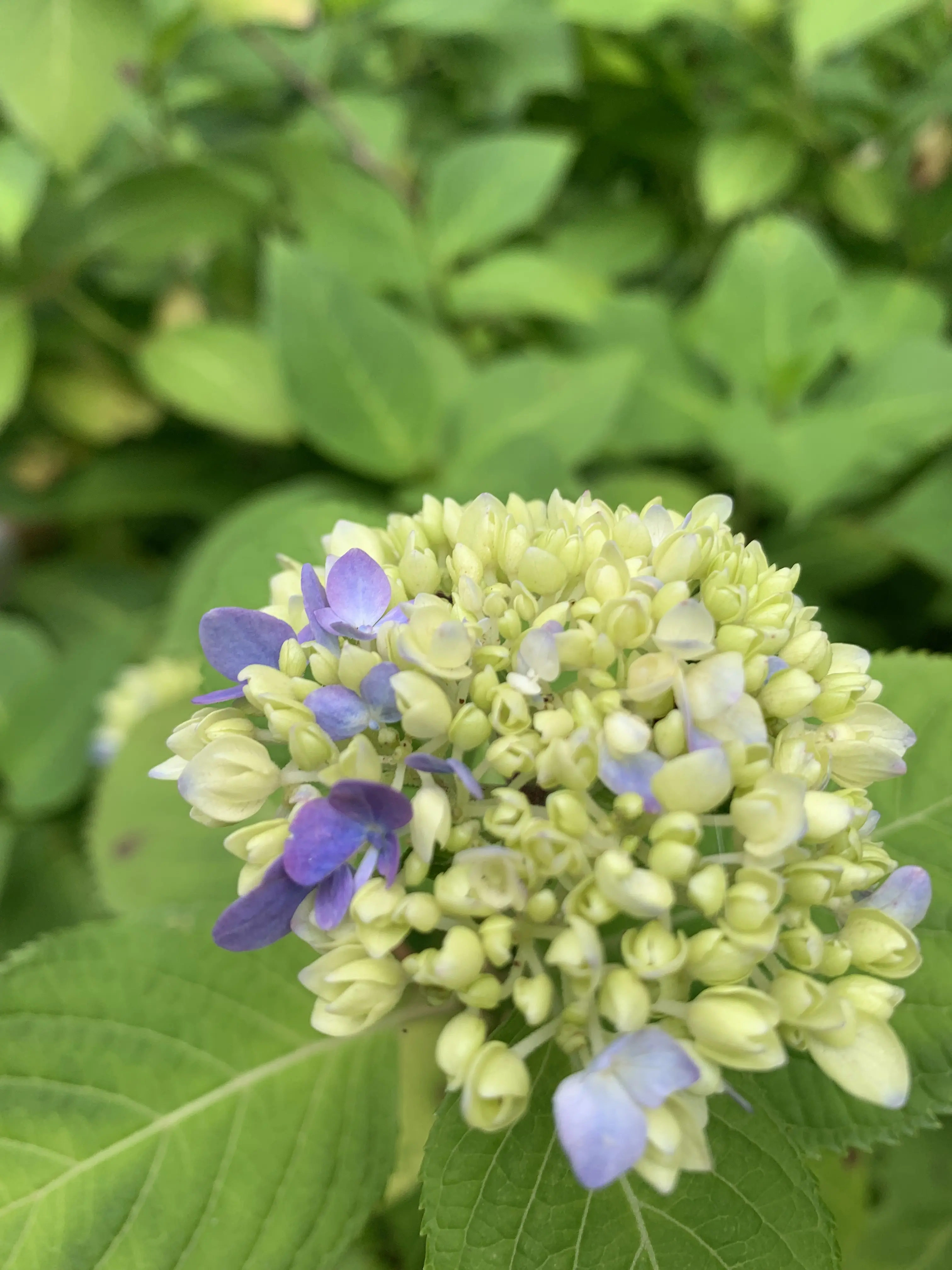 明月院の紫陽花