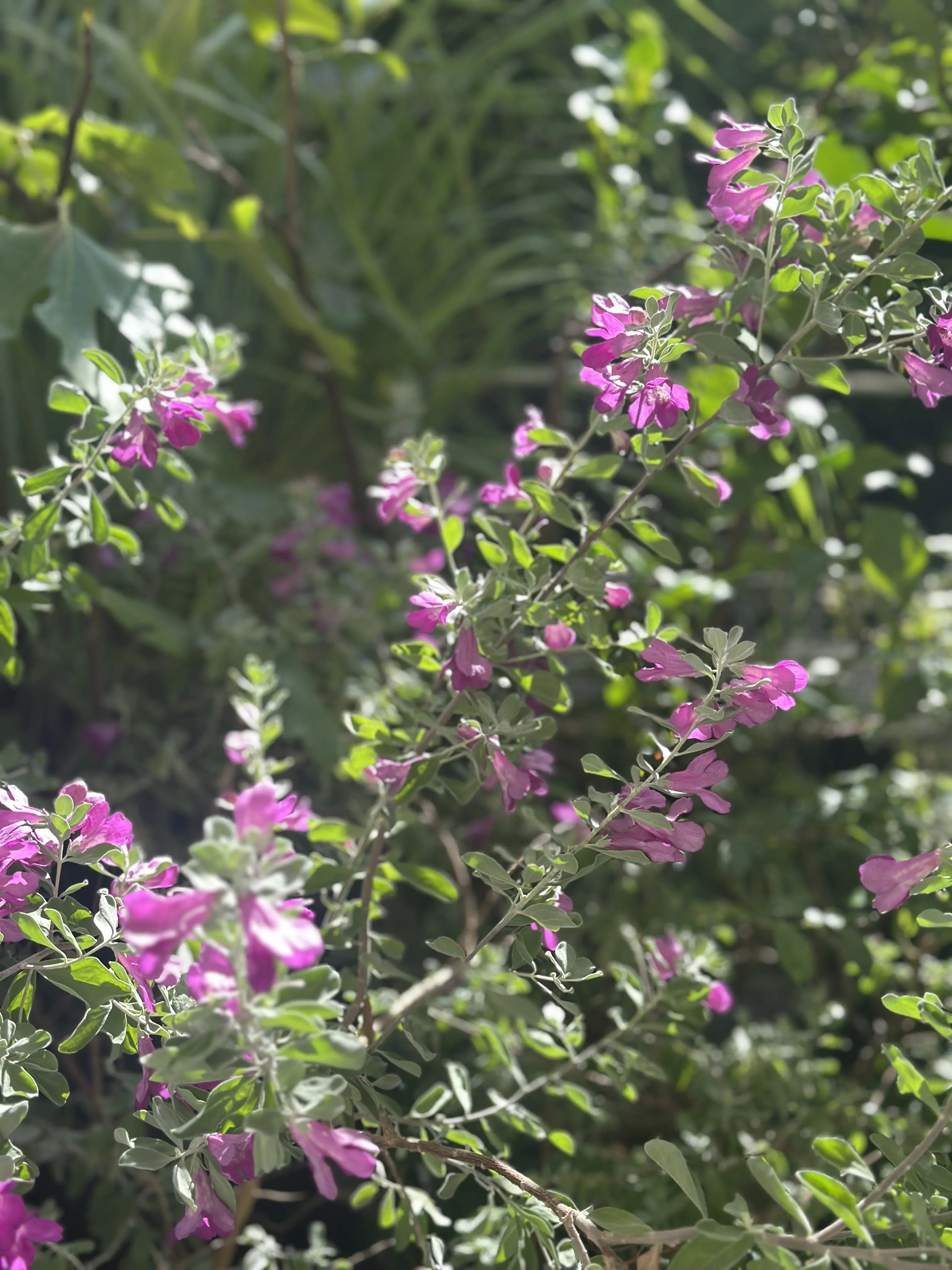10月も下旬、本格的な秋到来！植物たちも変容し始めました。_1_2