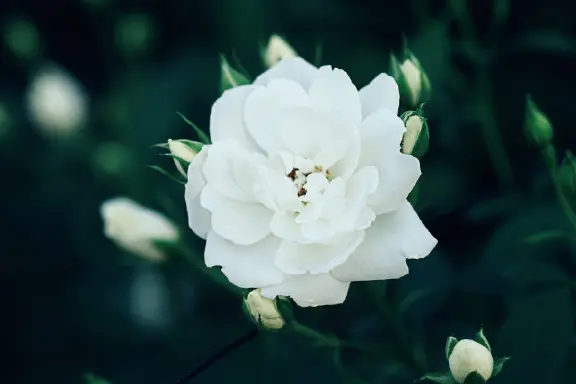 センスがいい花好きがレコメンド“日本全国、憧れの薔薇園3”_1_1