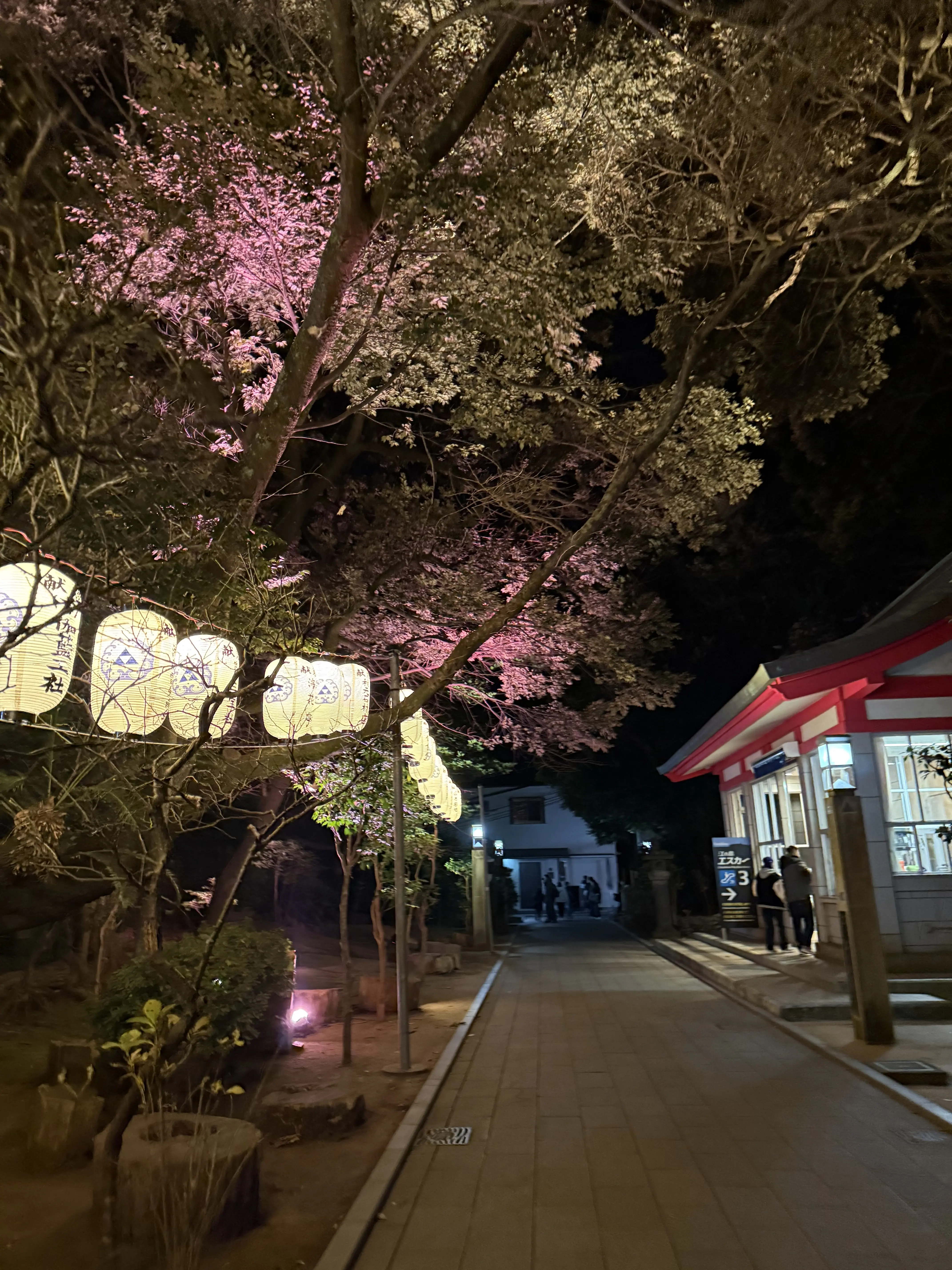 幻想的な夜の江の島、パワースポット巡りで運気を上げる！@江島神社_1_15-2