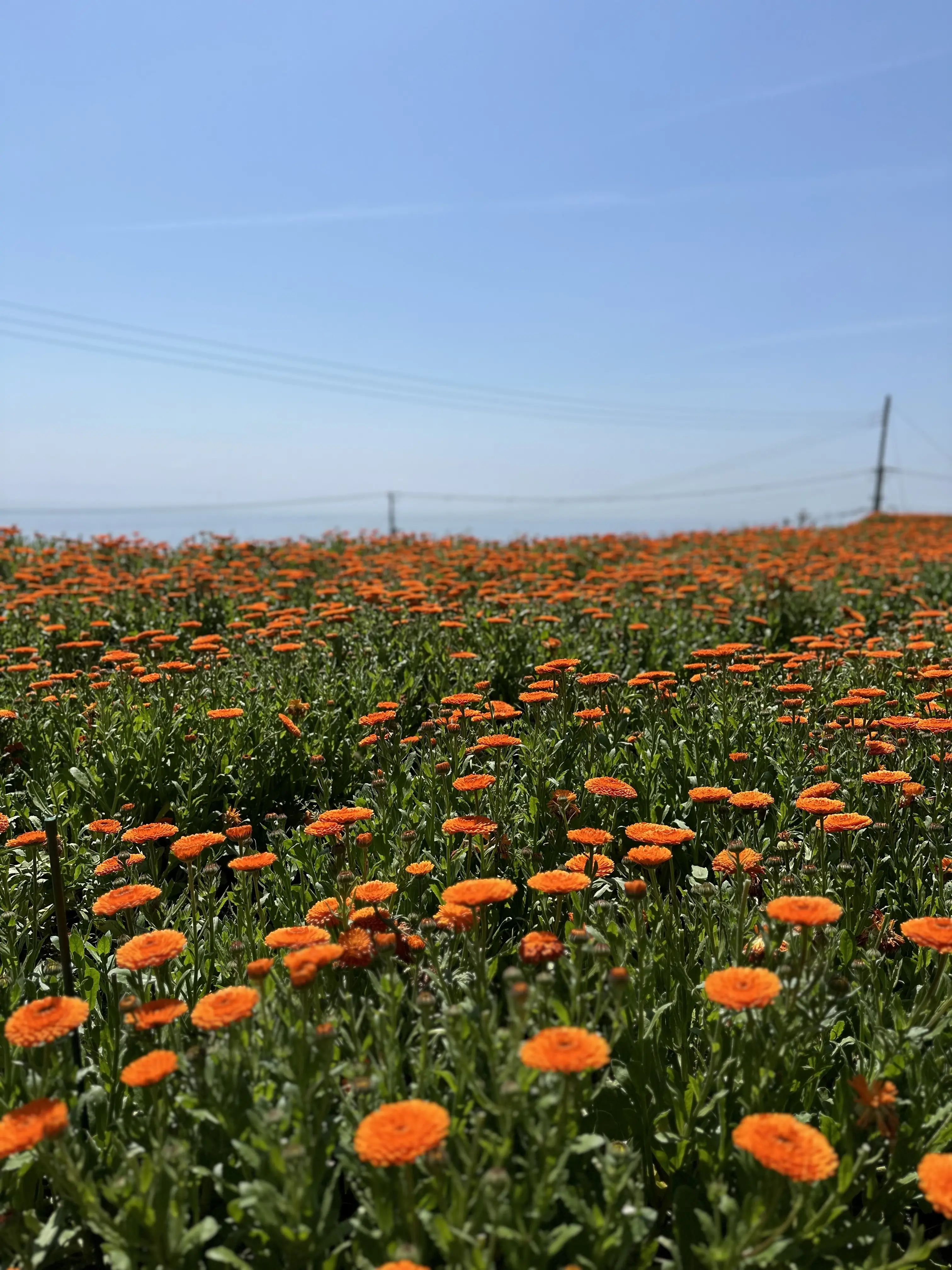 Calendula Tour！_1_1