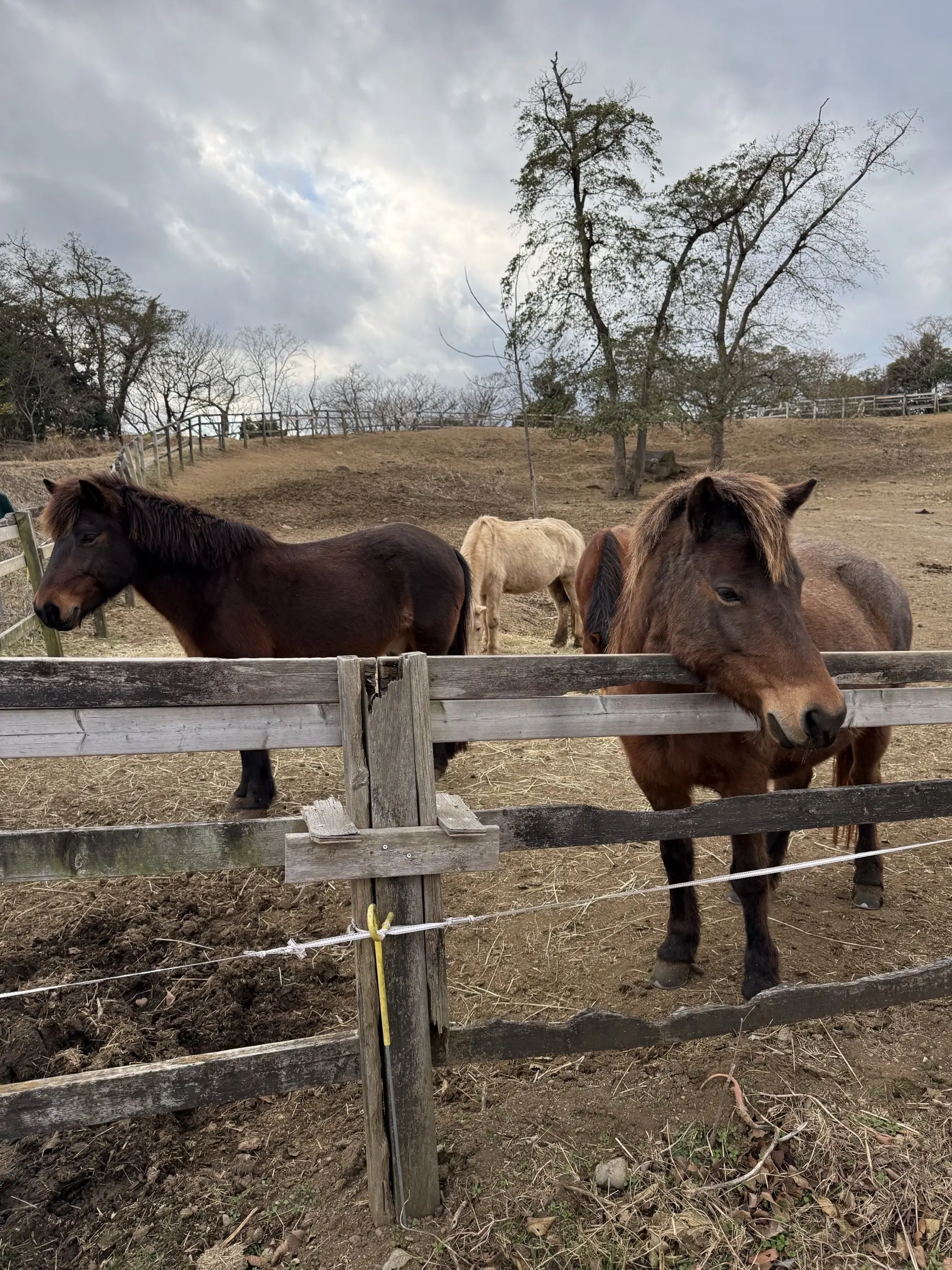伊豆ホース・カントリー