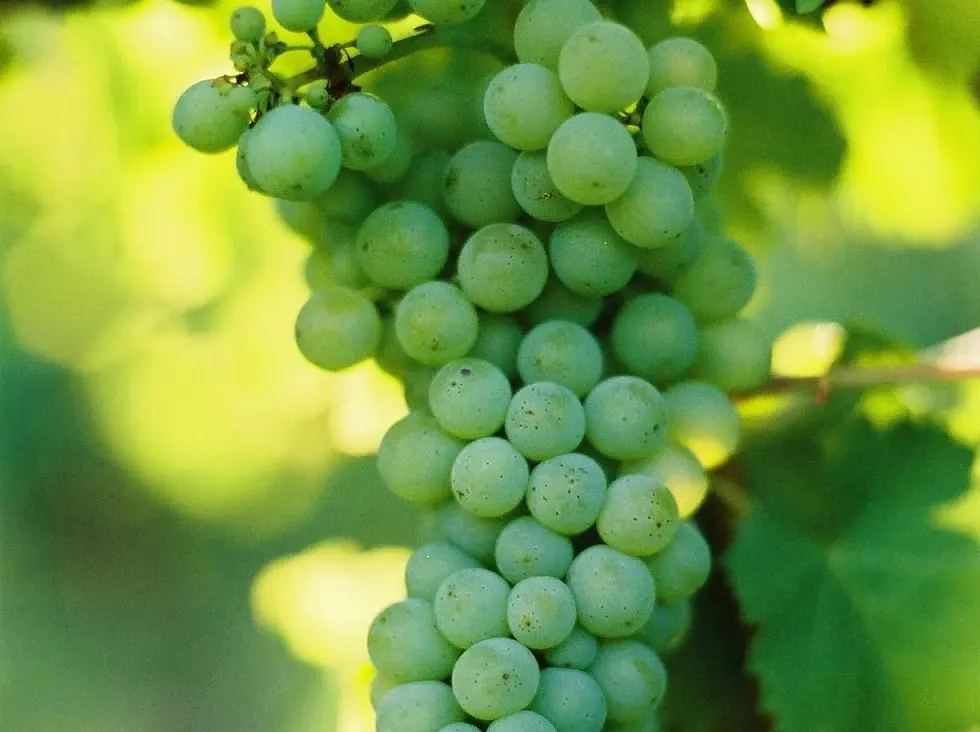 ニュージーランドの自然を感じさせるワイン 「クラウディー ベイ ソーヴィニヨン ブラン 2020」が誕生！／【飲むんだったら、イケてるワイン／WEB特別篇】_1_4