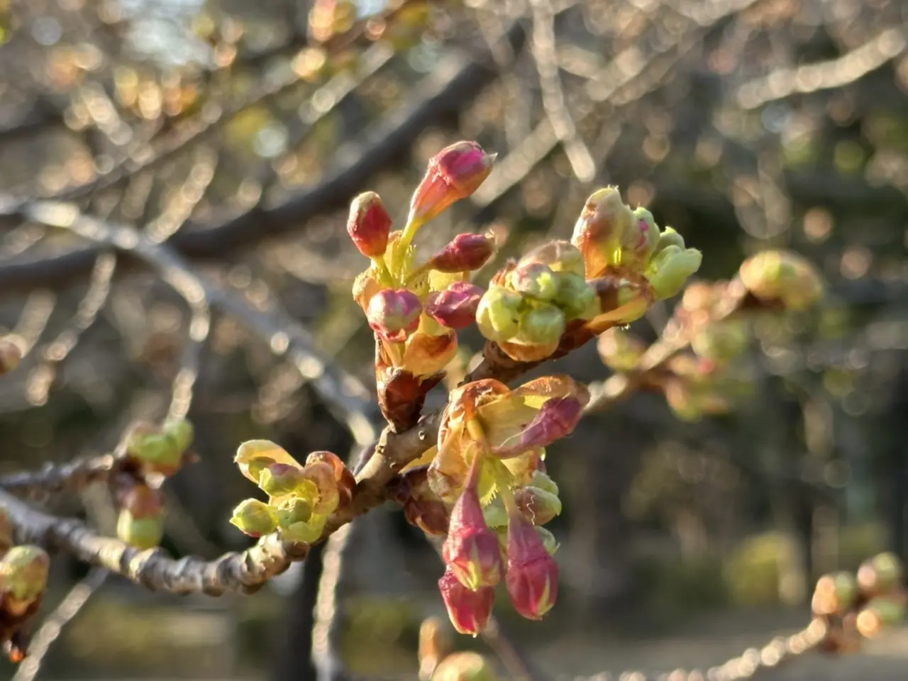 河津桜①