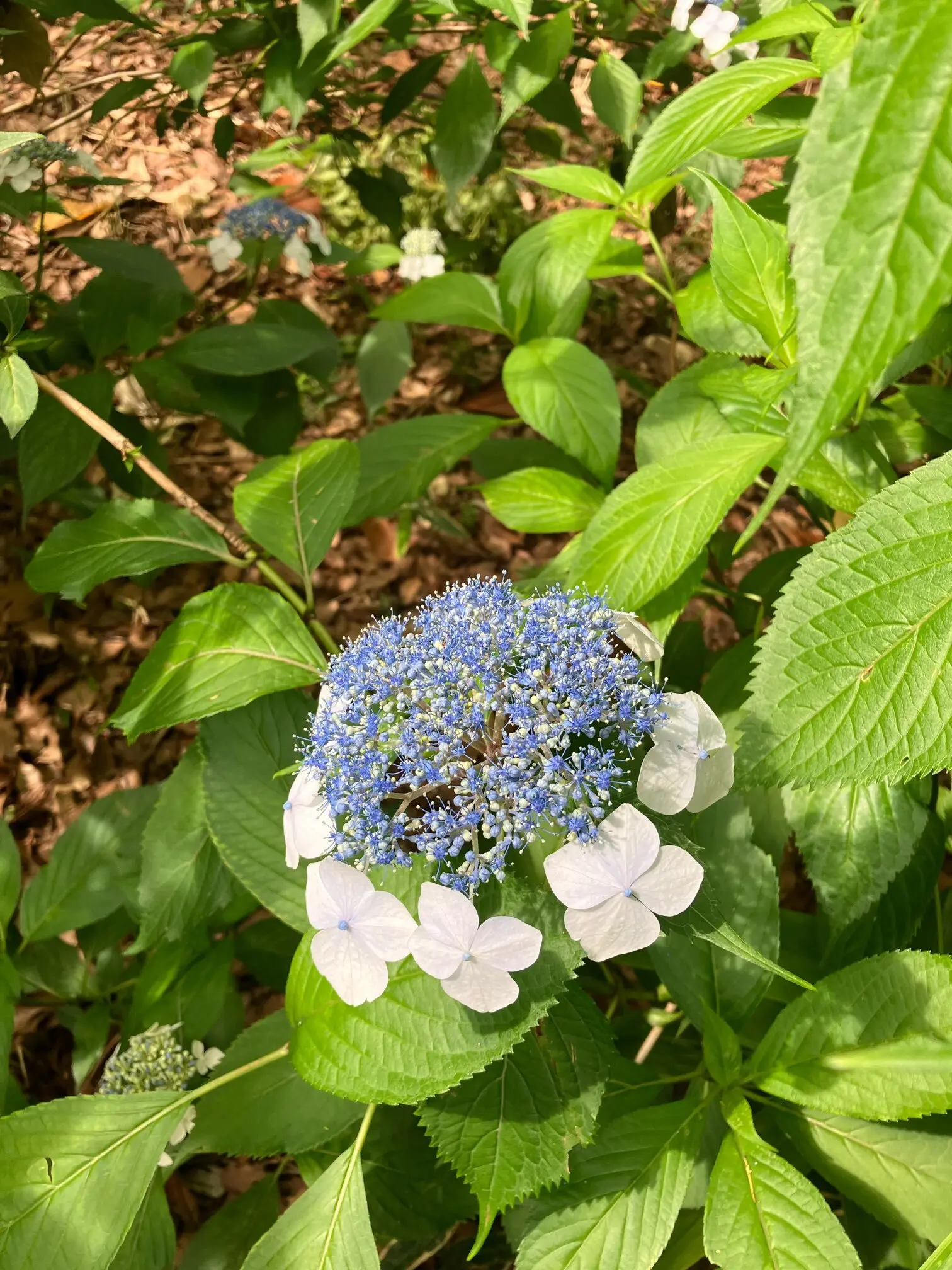 あじさい　紫陽花　　　　和のあじさい　六義園　ガクアジサイ　山紫陽花　都路里　　あじさいパフェ　大丸東京　手毬花　