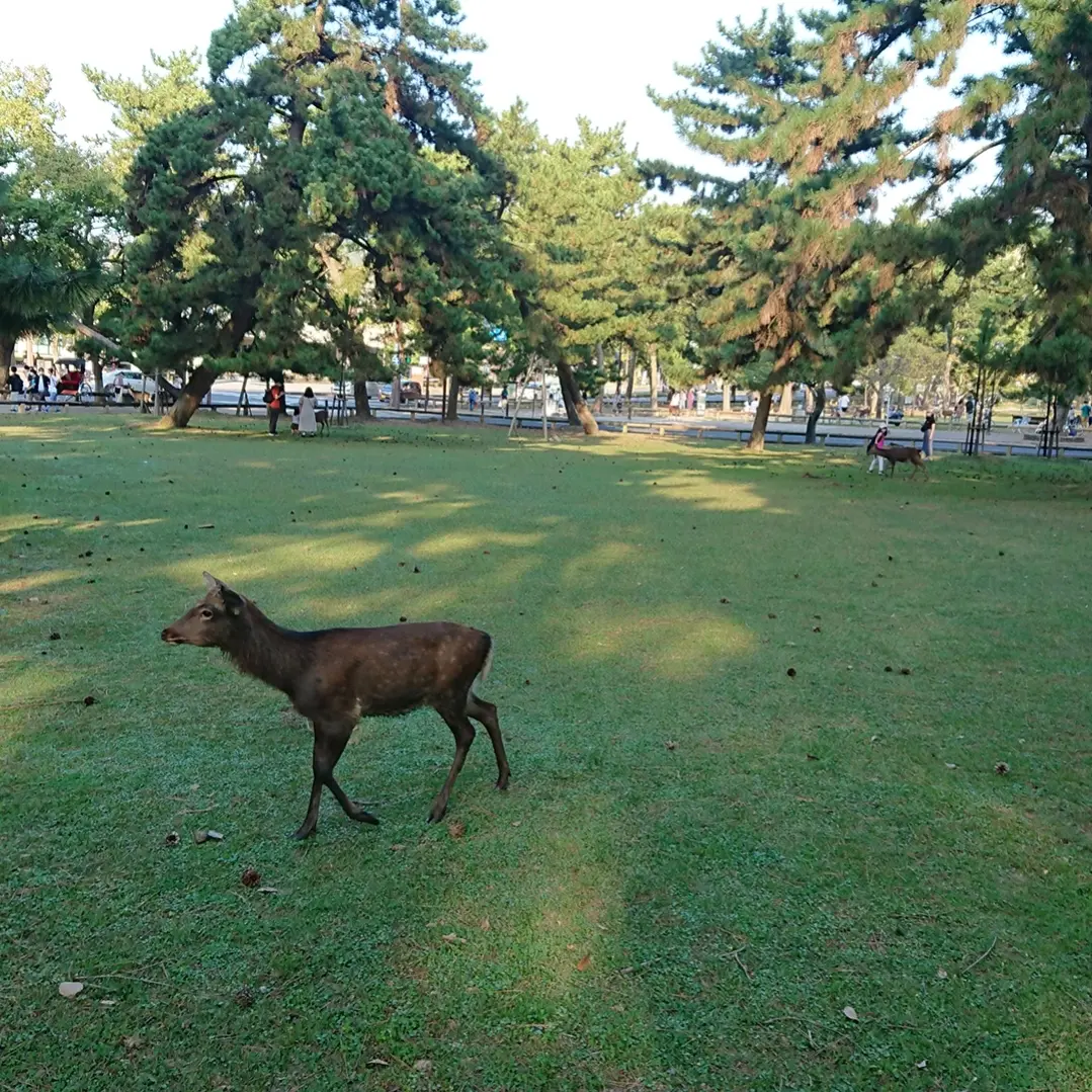 奈良公園  鹿
