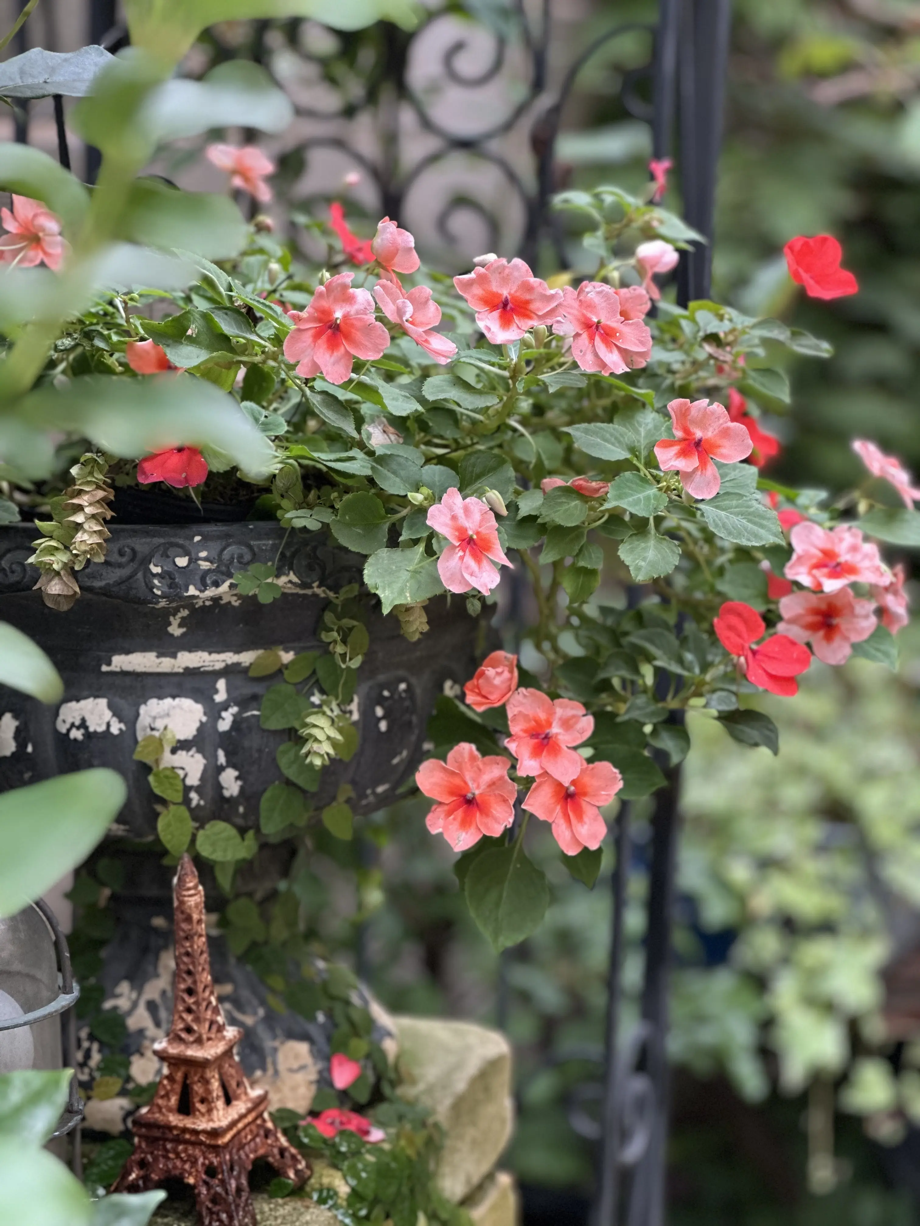 10月も下旬、本格的な秋到来！植物たちも変容し始めました。_1_5