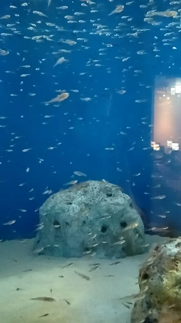 男鹿水族館GAOのハタハタ
