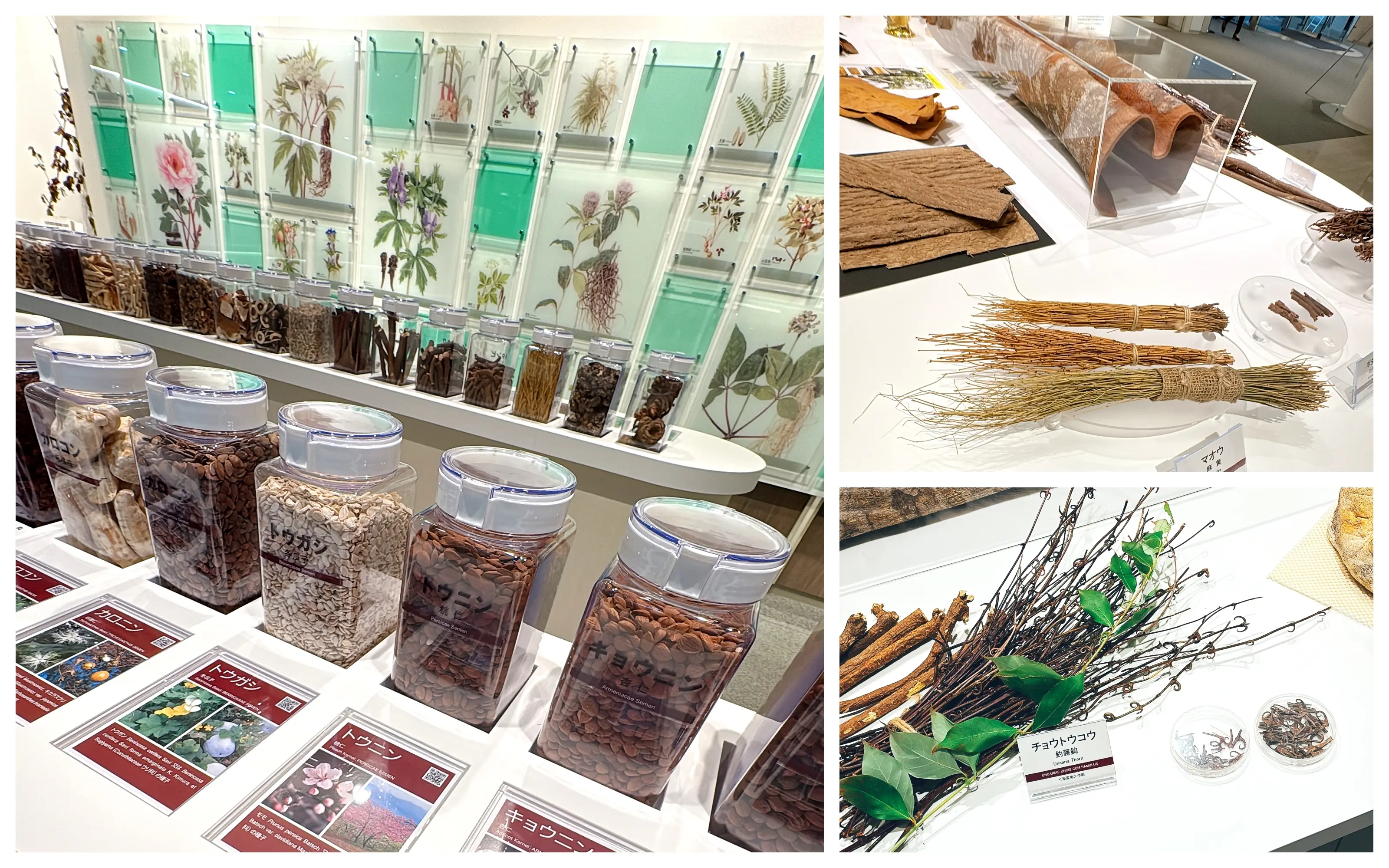 更年期もフレイルも先回り対策が肝心！ その答えを探しに「ツムラ漢方記念館」に行ってみた_1_4