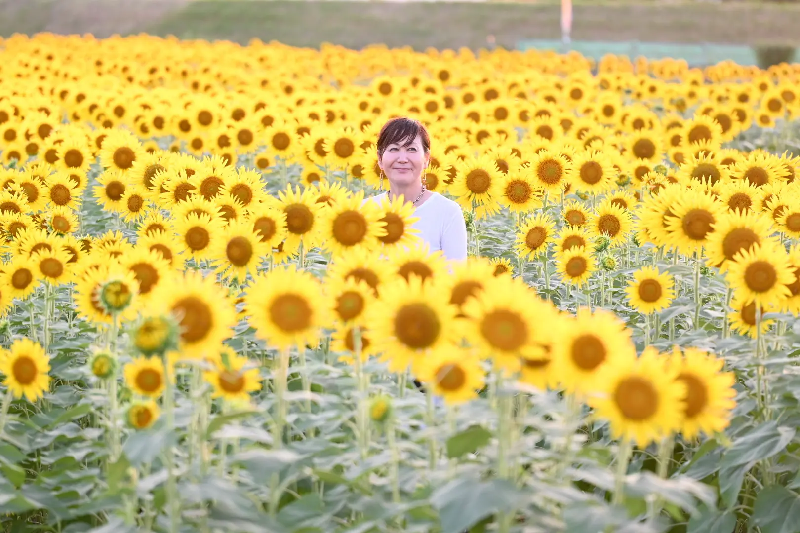 ひぐらし、夕暮れ、満開のひまわり♡_1_4