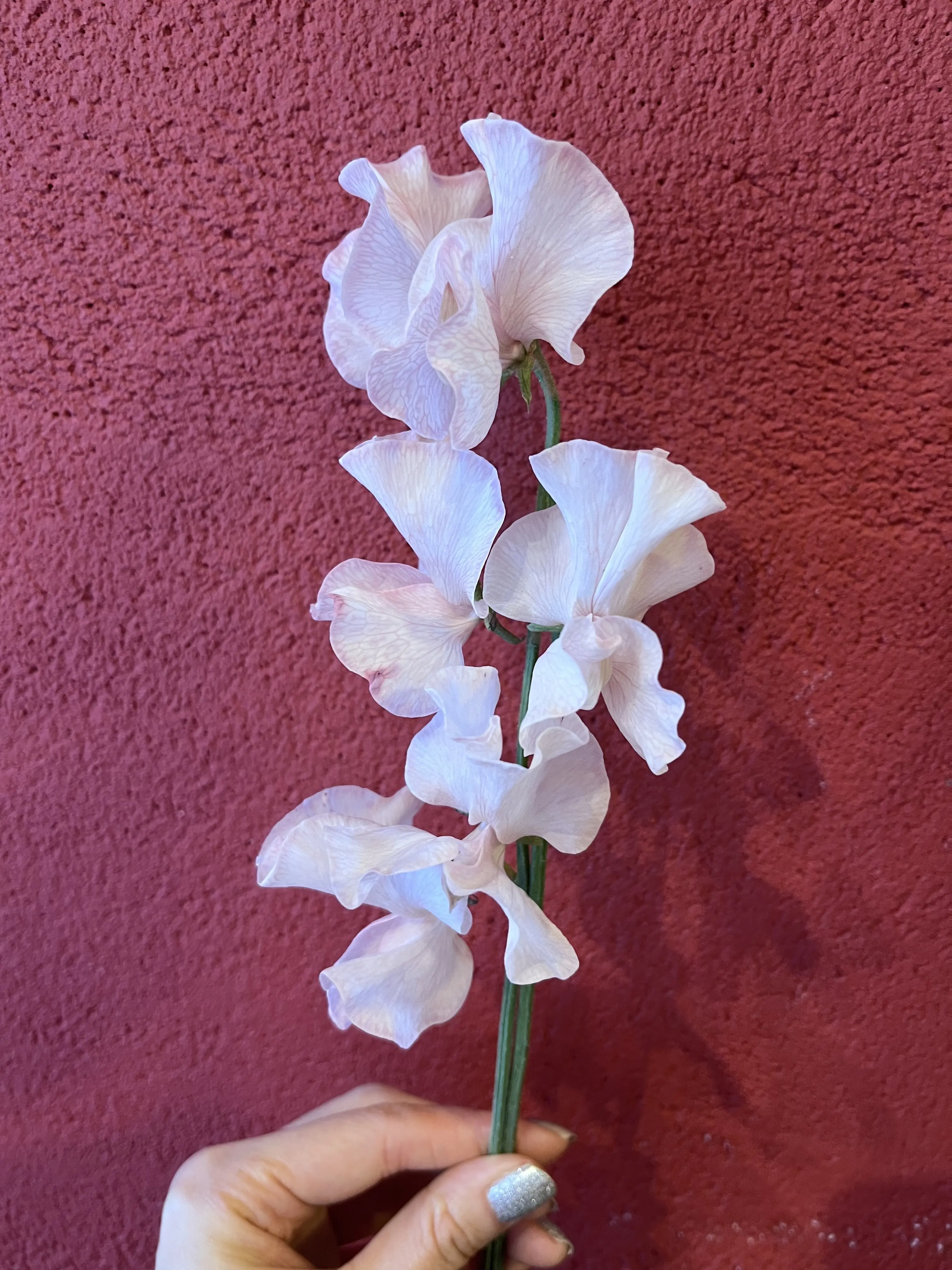 誕生日のブーケと最後にちょっとだけキラキラ観賞_1_3-1