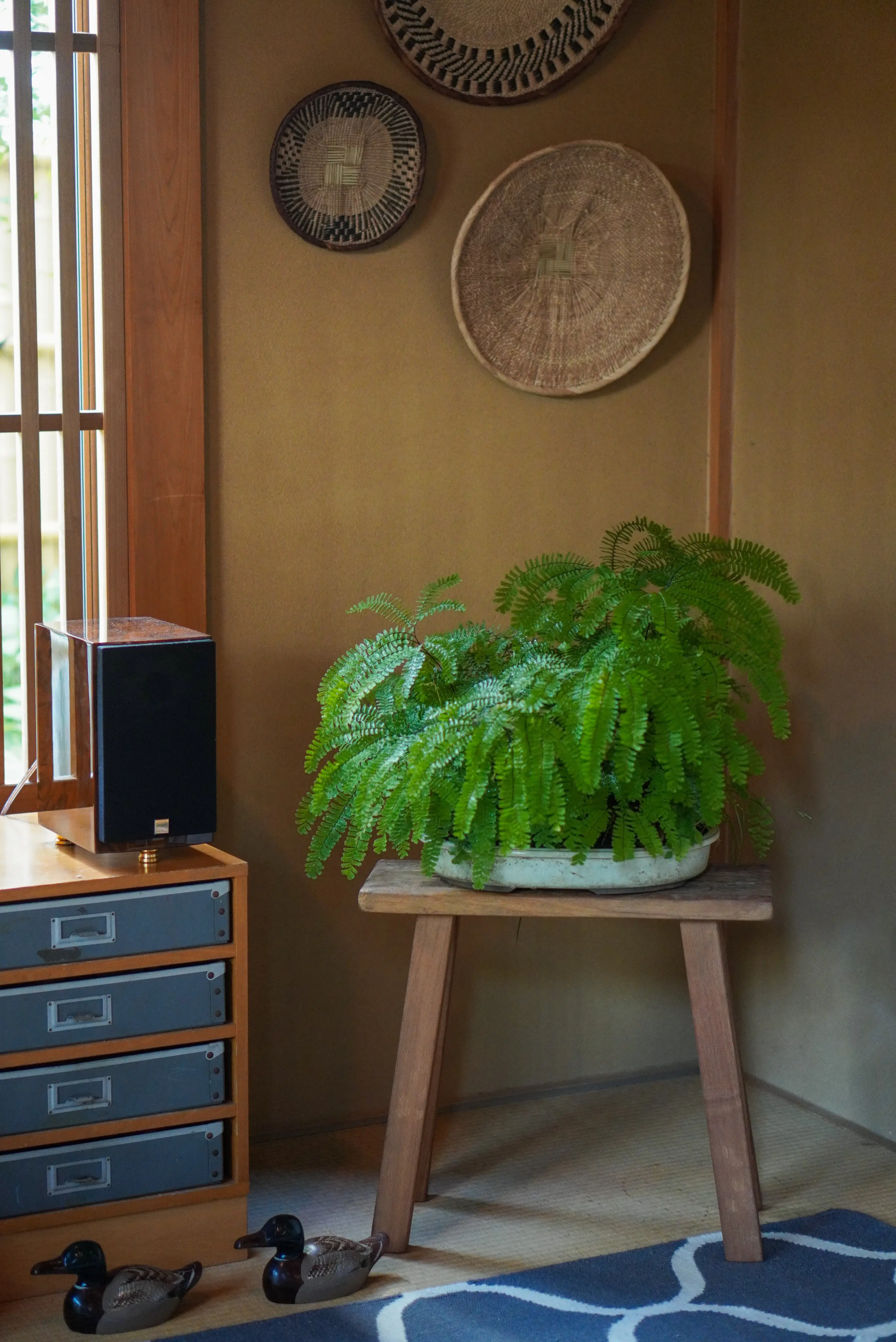涼を呼ぶグリーンや花を部屋に♪_1_9