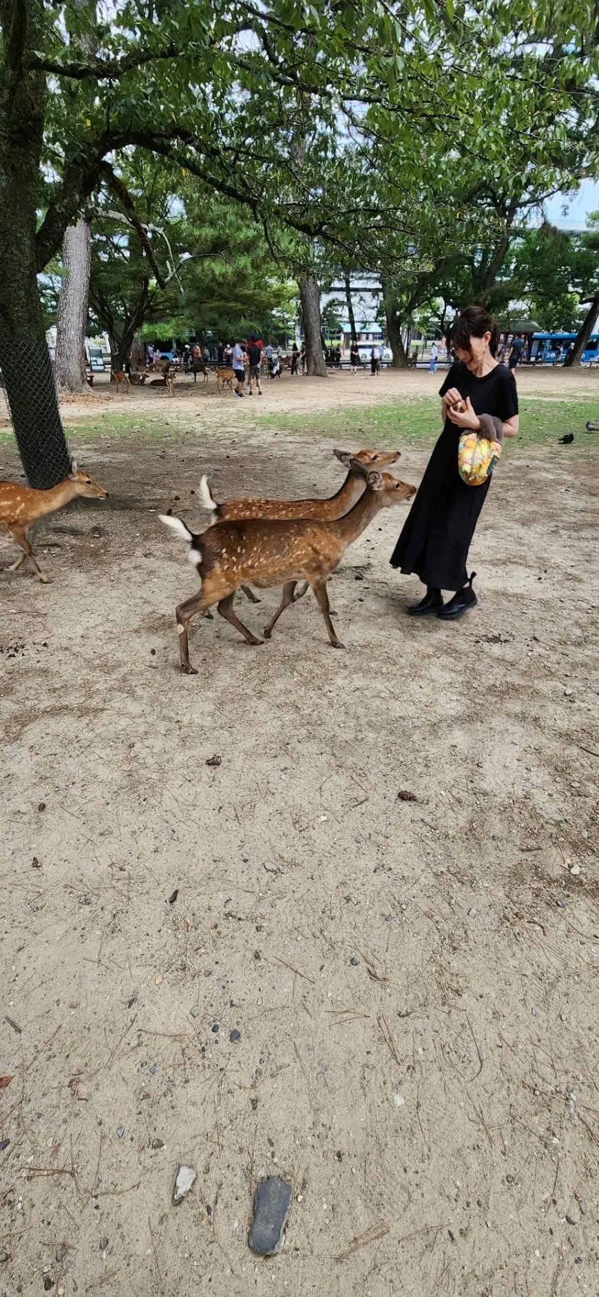 奈良公園で鹿せんべいを鹿さんにどうぞ