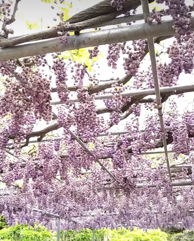 藤の花からバラへ❀フラワーパークを楽しむ_1_12