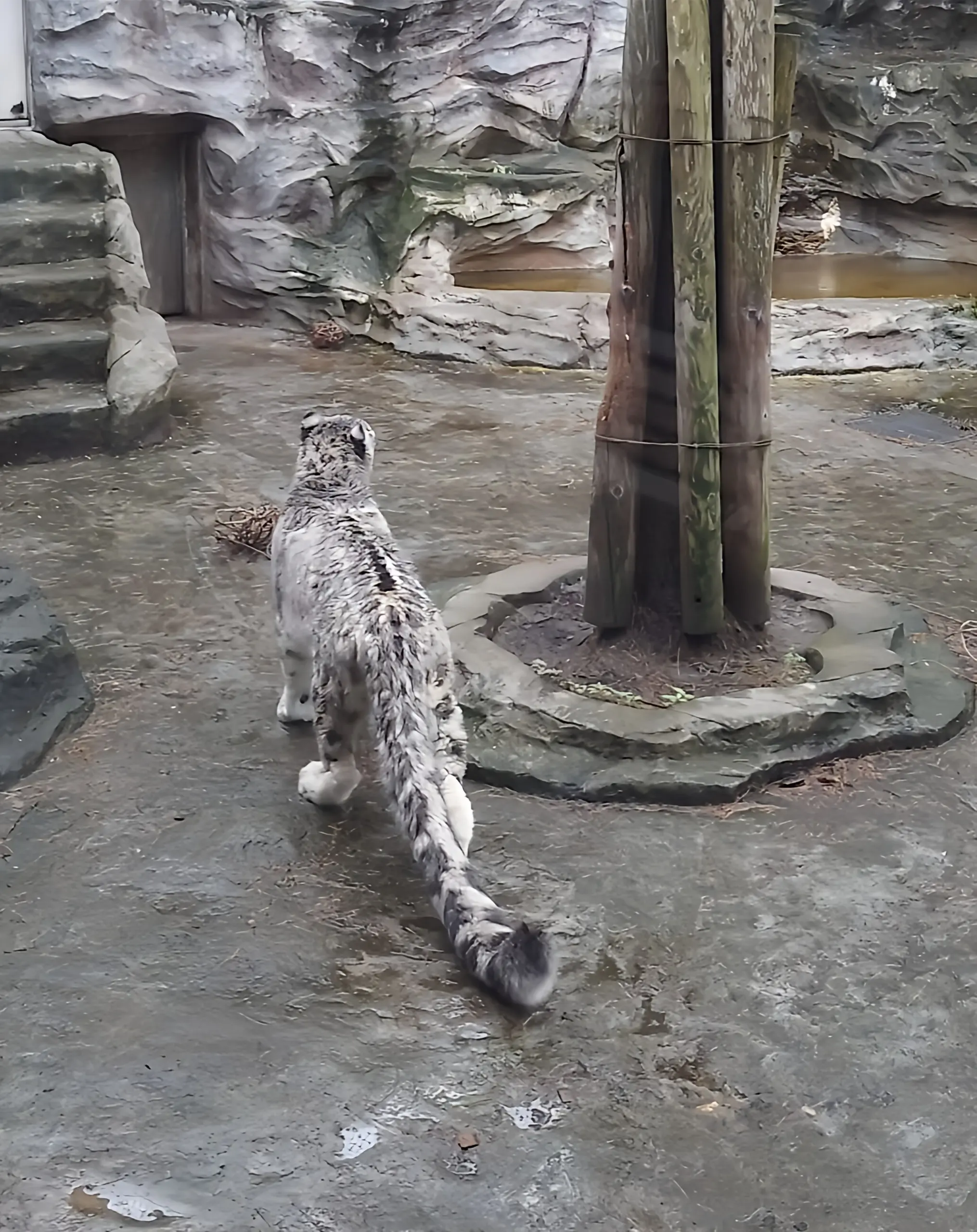 ユキヒョウ