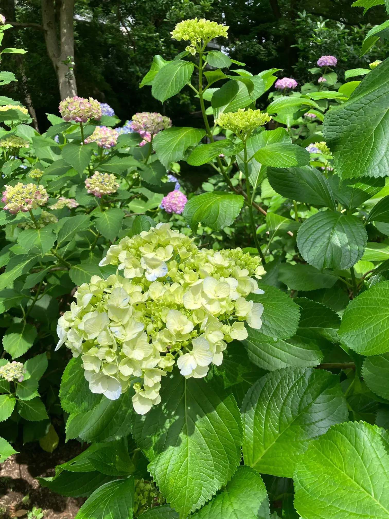 あじさい　紫陽花　　　　和のあじさい　六義園　ガクアジサイ　山紫陽花　都路里　　あじさいパフェ　大丸東京　手毬花　