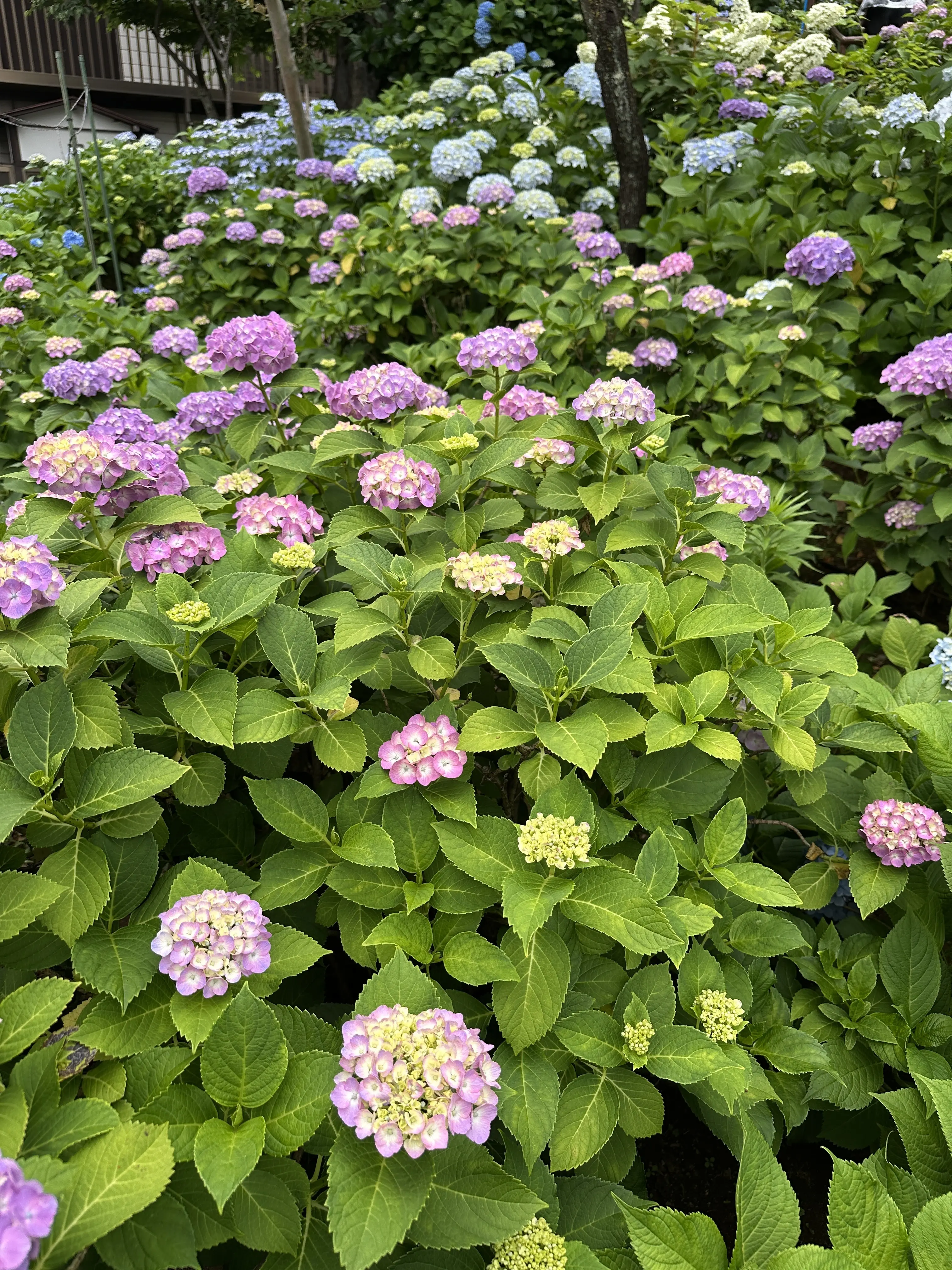 紫陽花