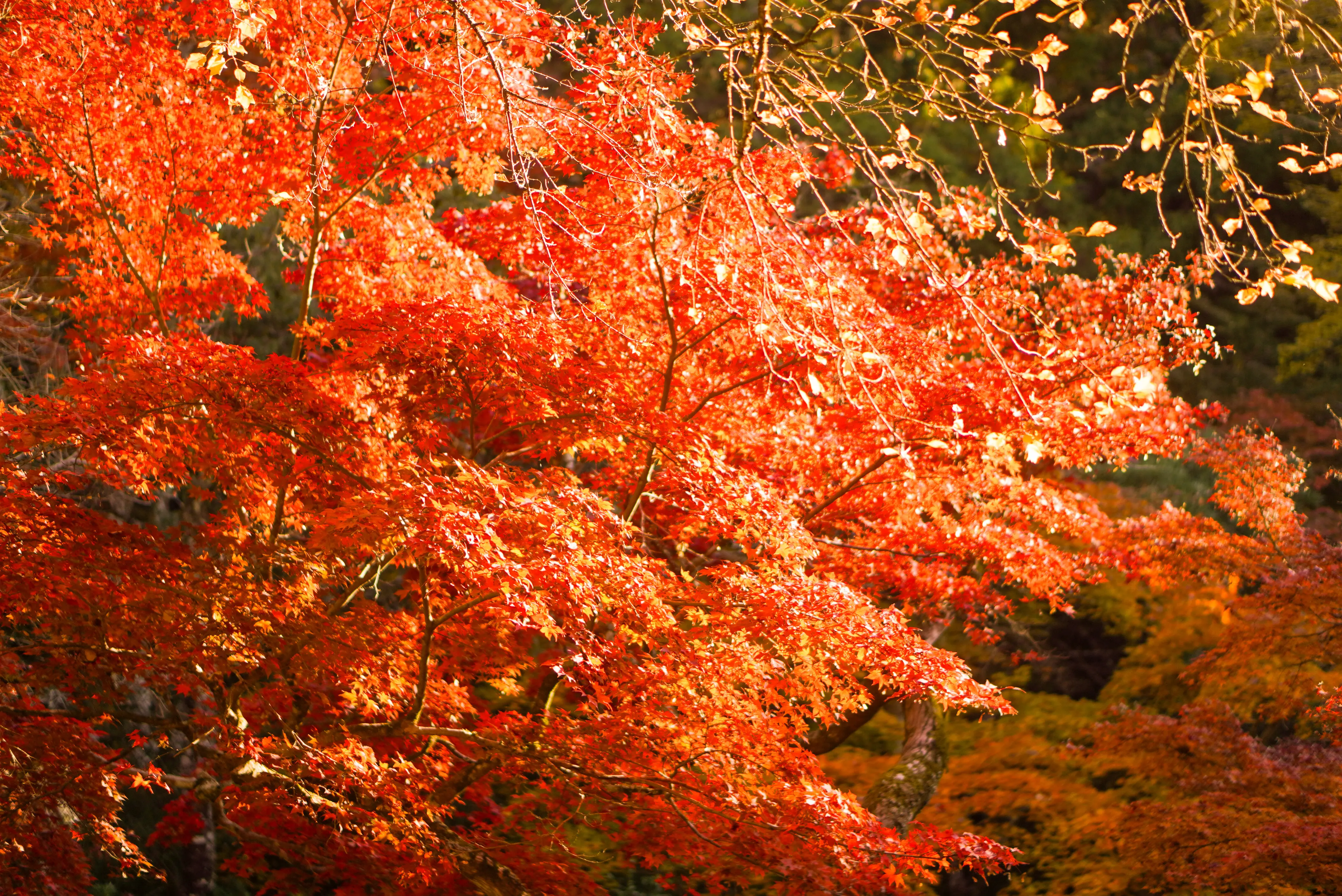 広島・世界で最も美しい美術館と宮島を巡る旅_1_13