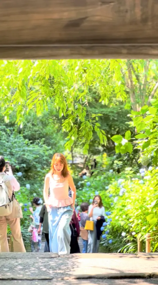 【鎌倉の紫陽花】2025.6.1撮影_1_5