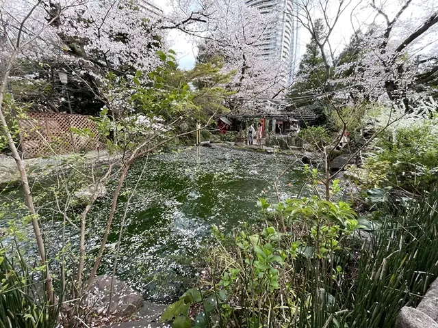 愛宕神社の池と桜